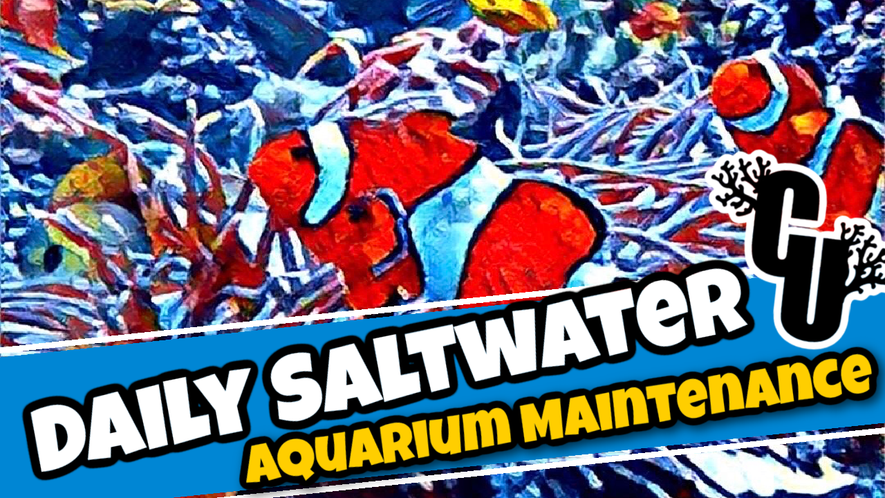 Daily Saltwater Aquarium Maintenance
