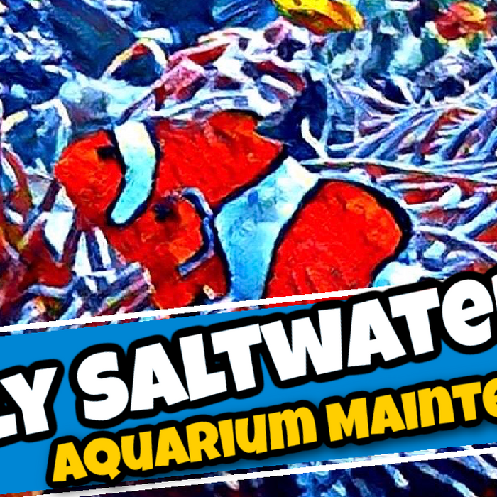 Daily Saltwater Aquarium Maintenance