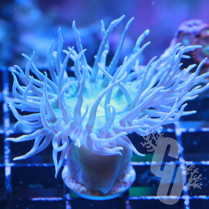 Green Duncan Coral