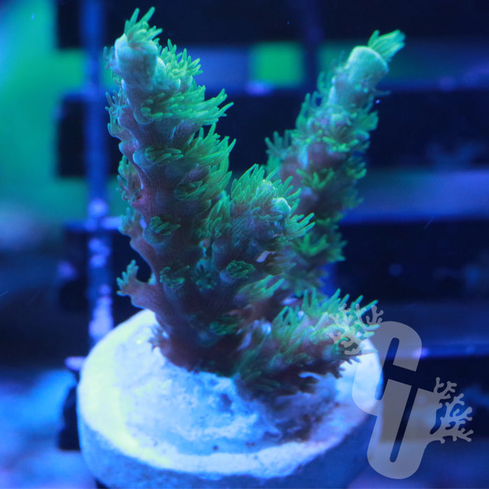 Jdubs Twig Acropora