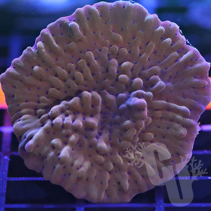 Nauti Spiral Montipora