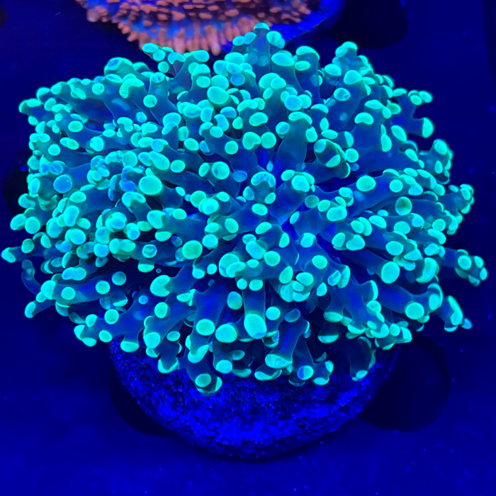 Green Branching Frogspawn Coral