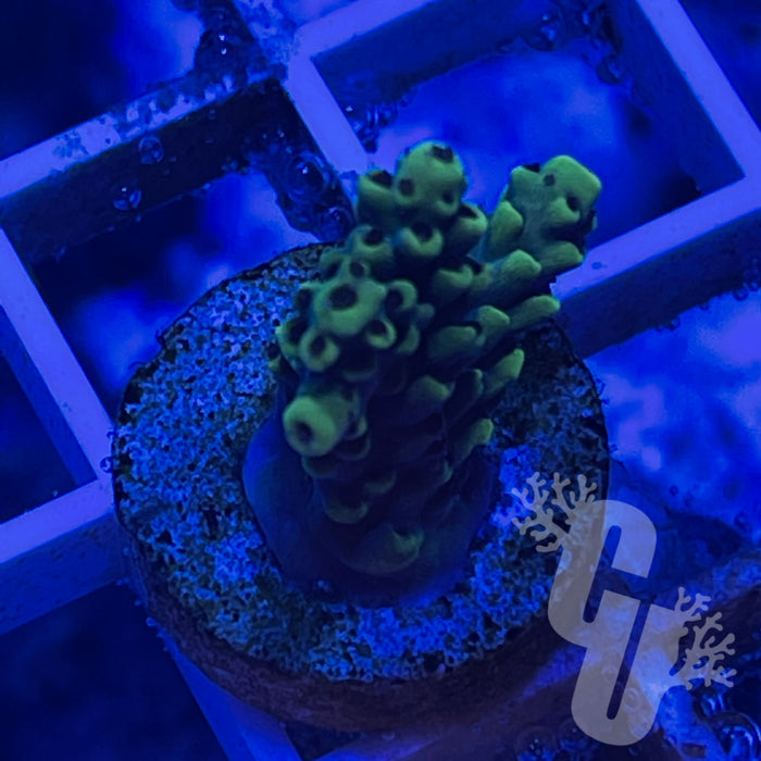 Pikachu Acropora