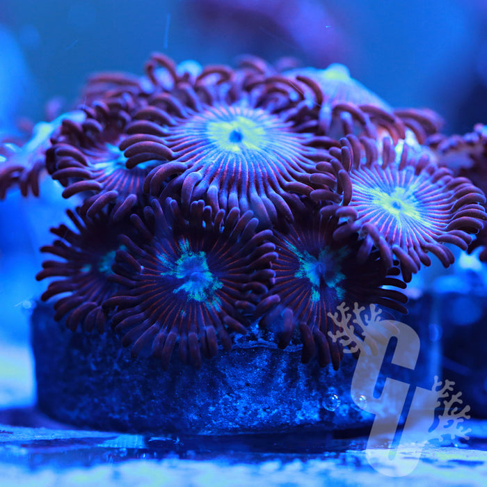 Pornstar Zoanthids