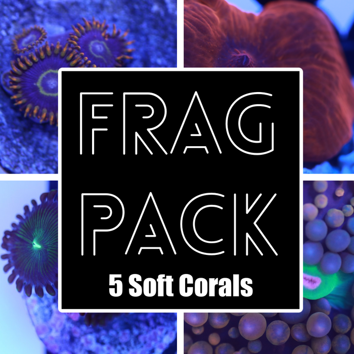 Softy Coral Frag Pack
