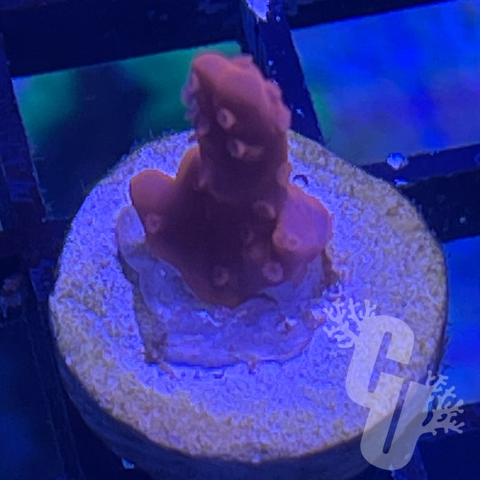 Jason Fox Fire Starter Montipora Setosa
