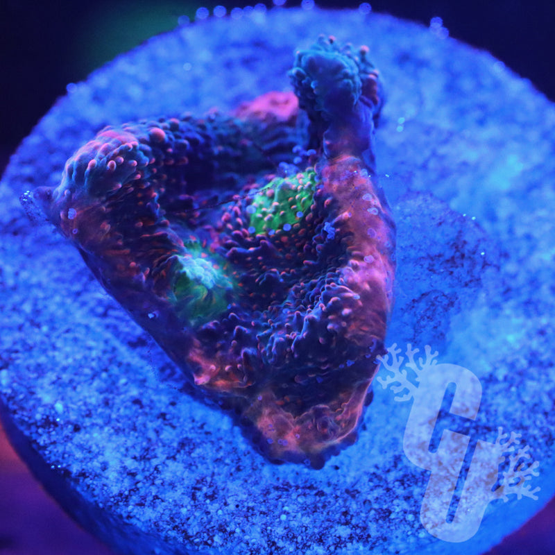 ACI Crazy Eye Chalice