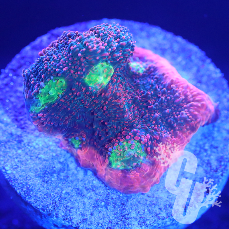 ACI Crazy Eye Chalice