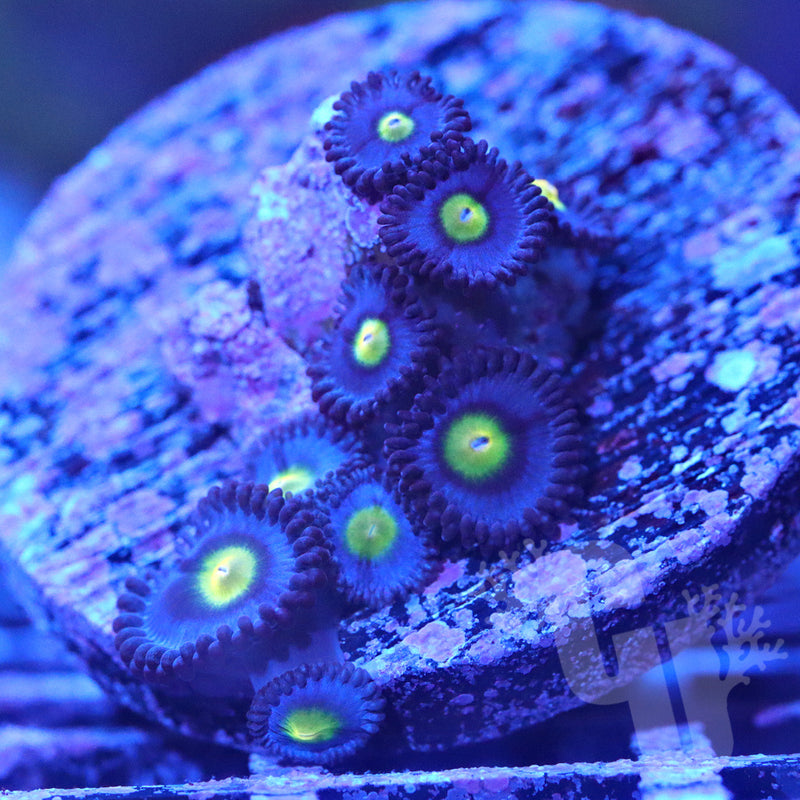 AOI Zoanthids