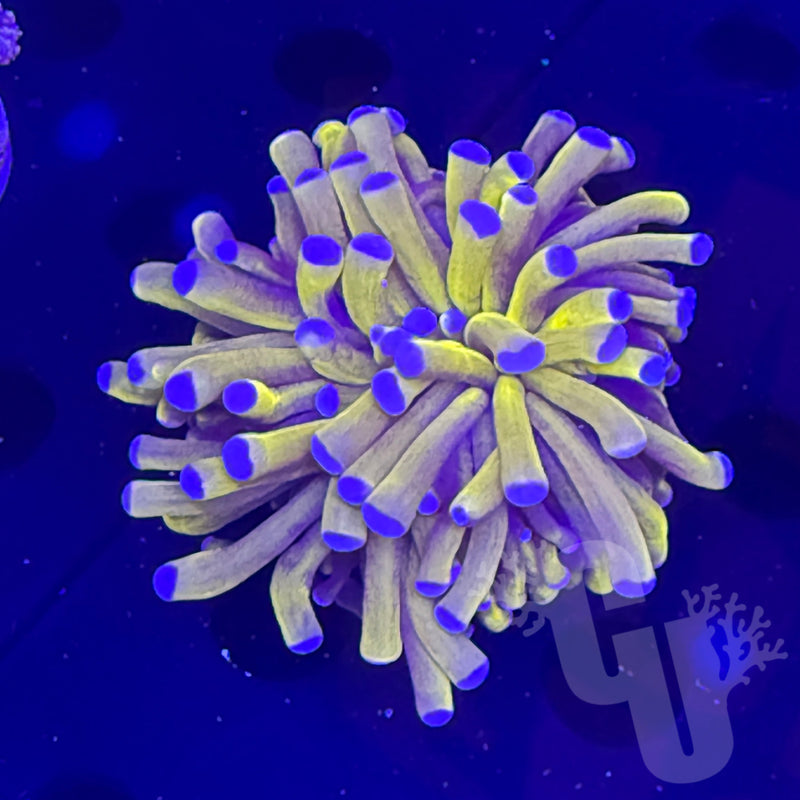 Banana Torch Coral | WYS/WYG