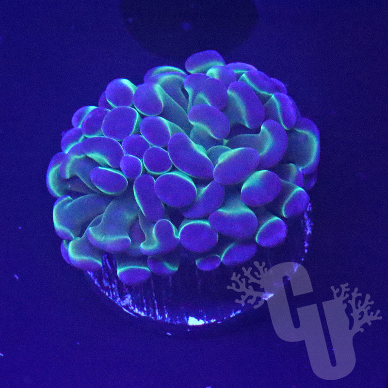 Bi-color Hammer Coral (1 head) | WYS/WYG