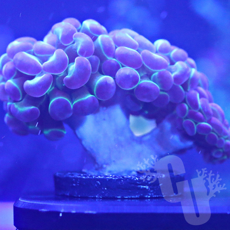 Bi-color Hammer Coral (2 heads) | WYS/WYG