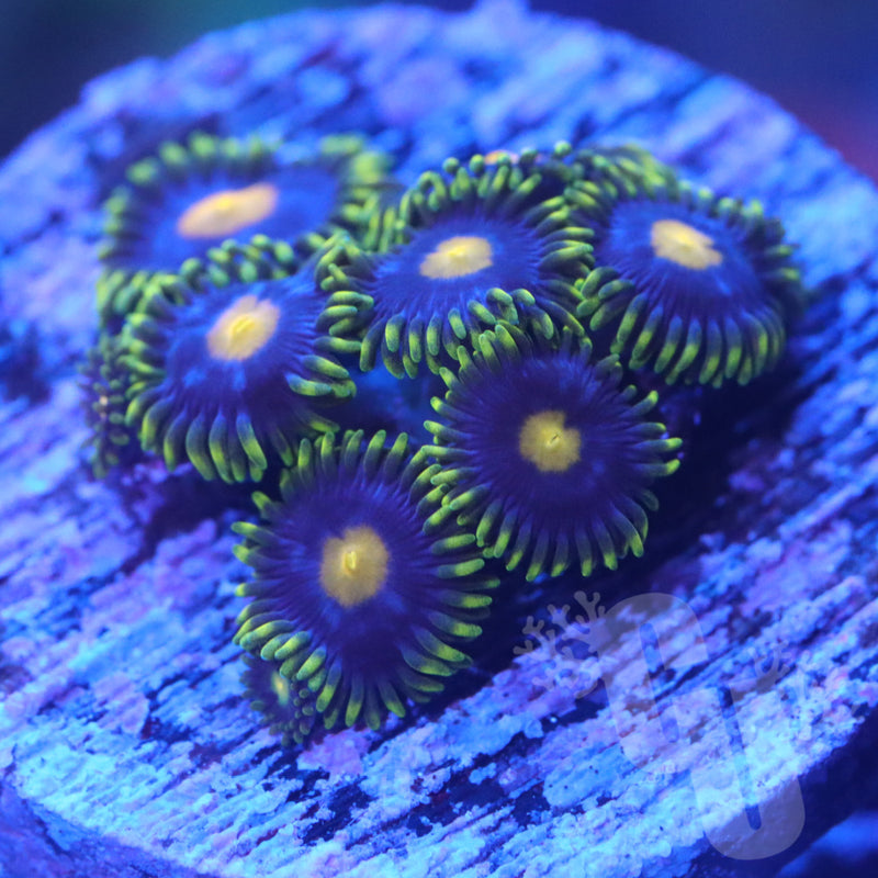 Blue Sky Zoanthids