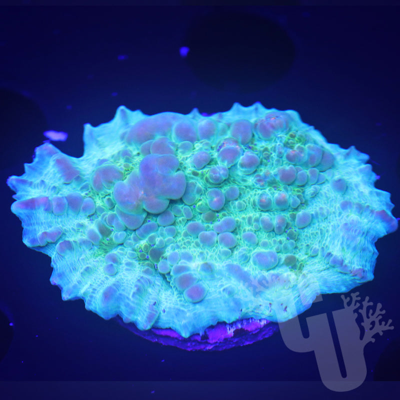 Bounce Chalice | WYS/WYG