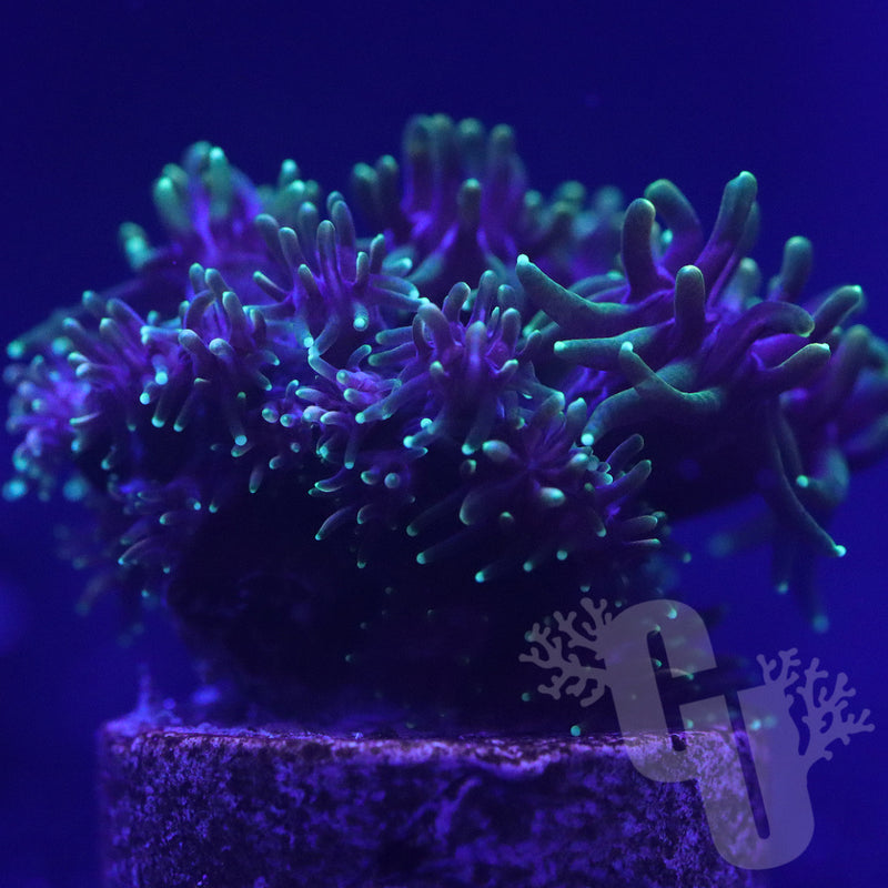 Branching Galaxea | WYS/WYG