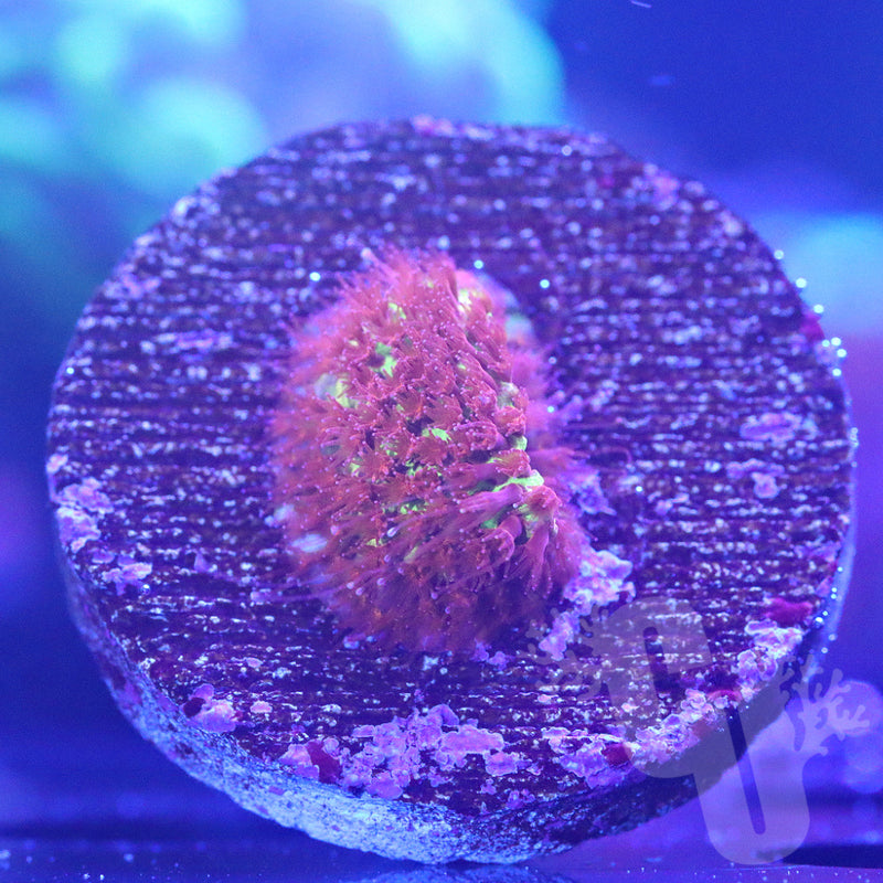 Burning Banana Stylocoeniella | WYS/WYG