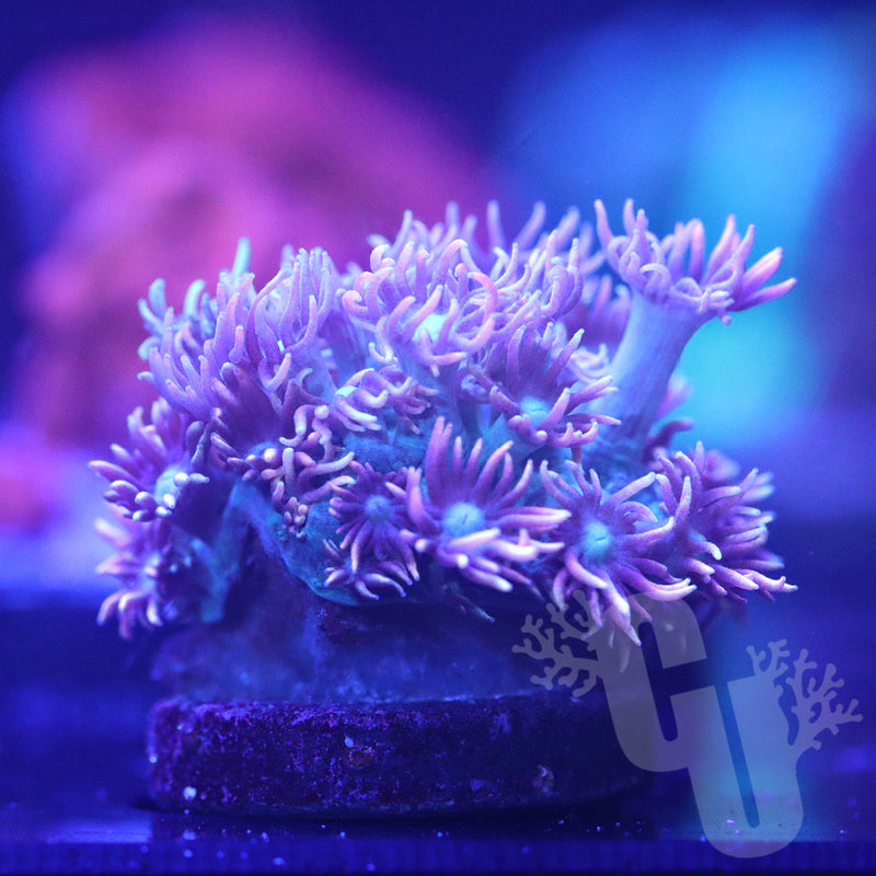 CU Frosted Flamingo Goni | WYS/WYG