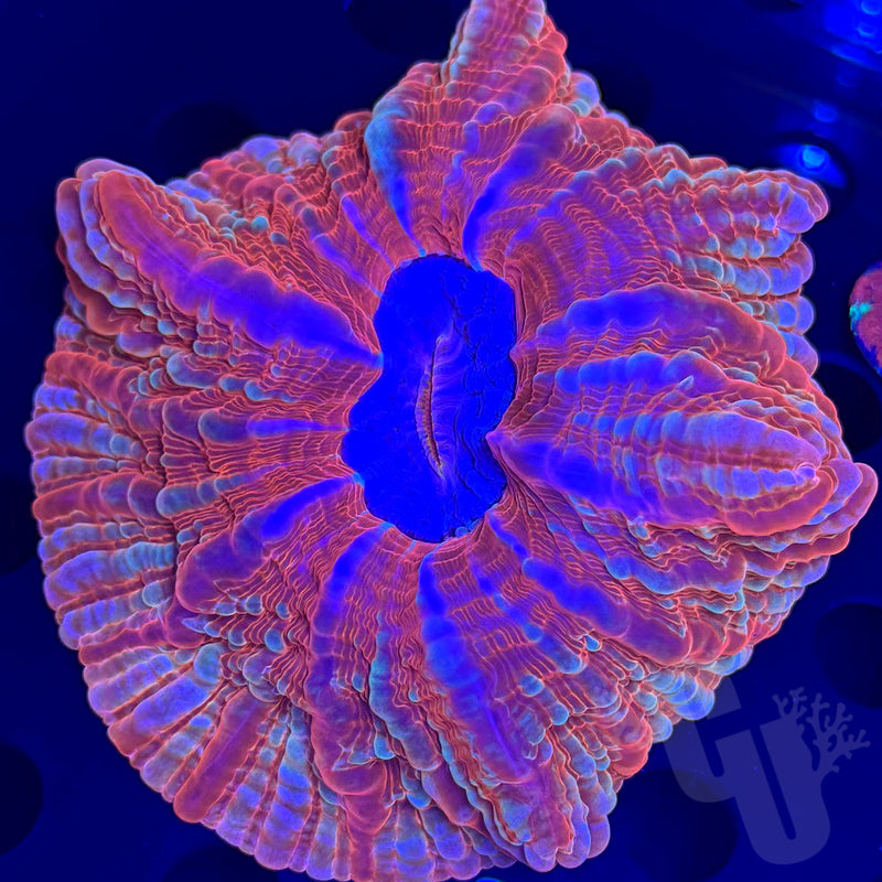 Cynarina coral #1 | WYS/WYG