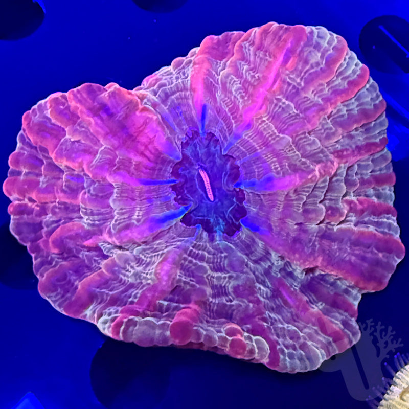 Cynarina coral #2 | WYS/WYG