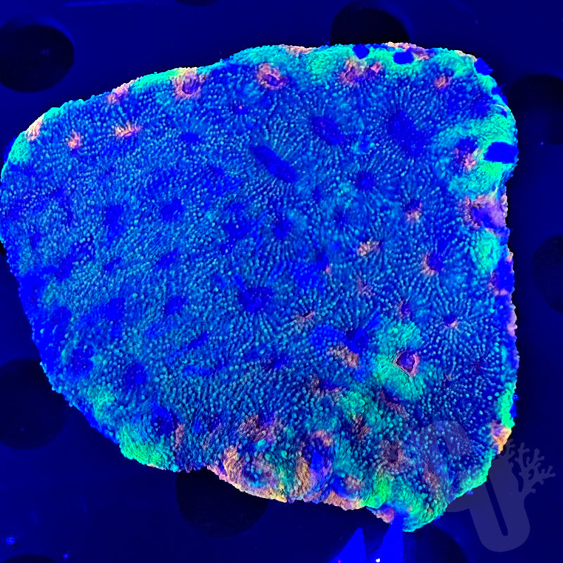 Echinata coral | WYS/WYG