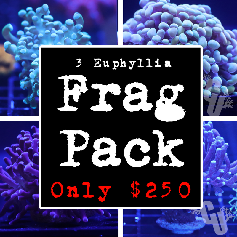 Euphyllia Coral Frag Pack