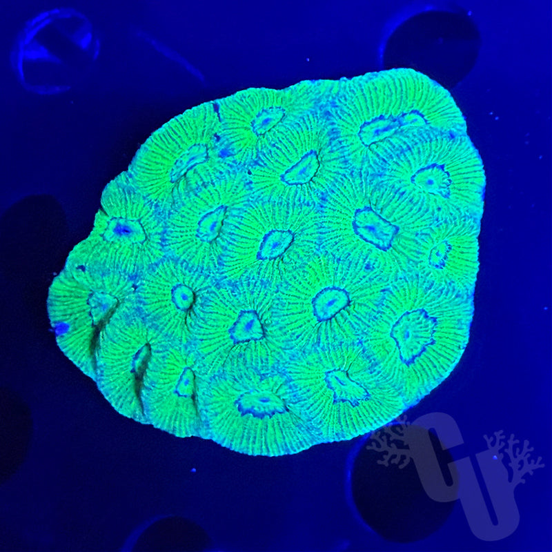Favia coral | WYS/WYG