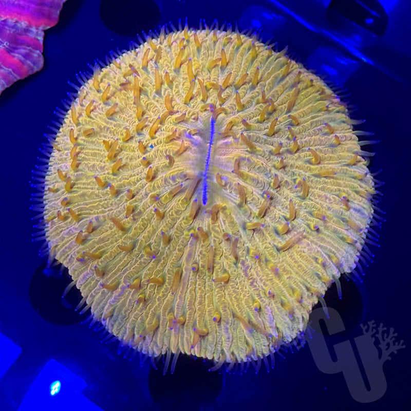 Fungia coral | WYS/WYG