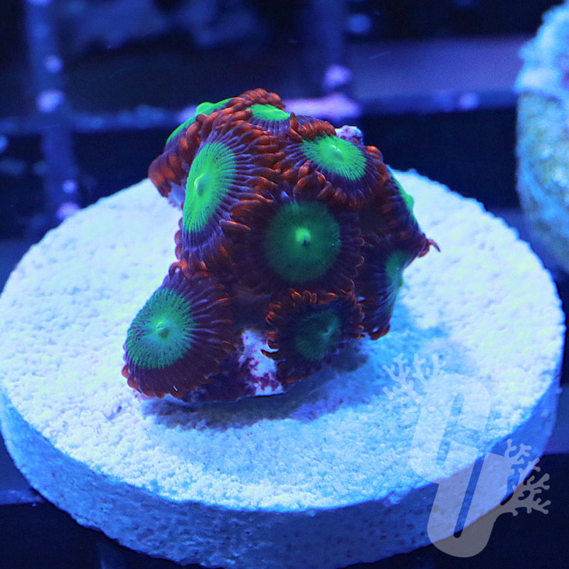 Goblins Fire Zoanthids