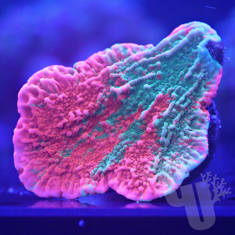 Grafted Montipora | WYS/WYG
