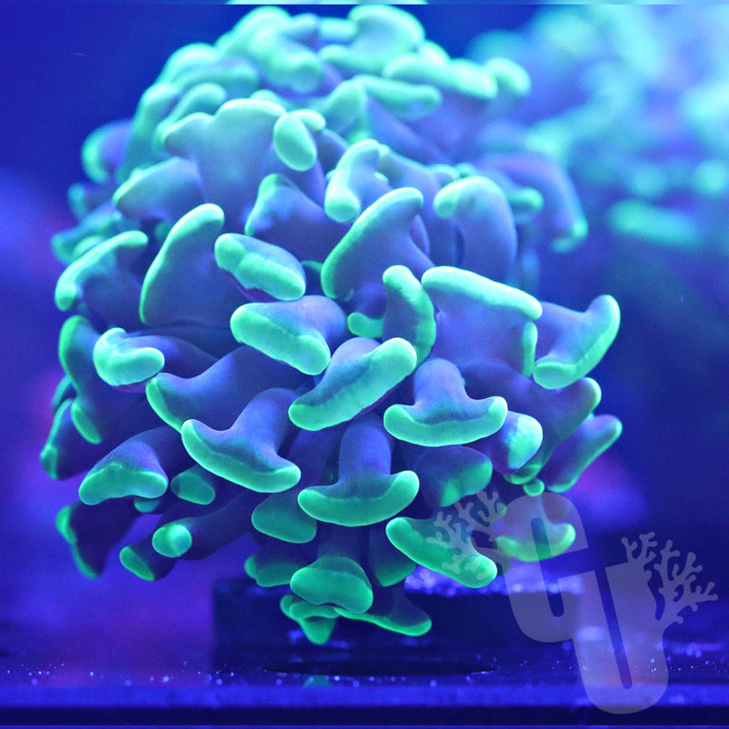 Green Hammer Coral (2 heads) | WYS/WYG