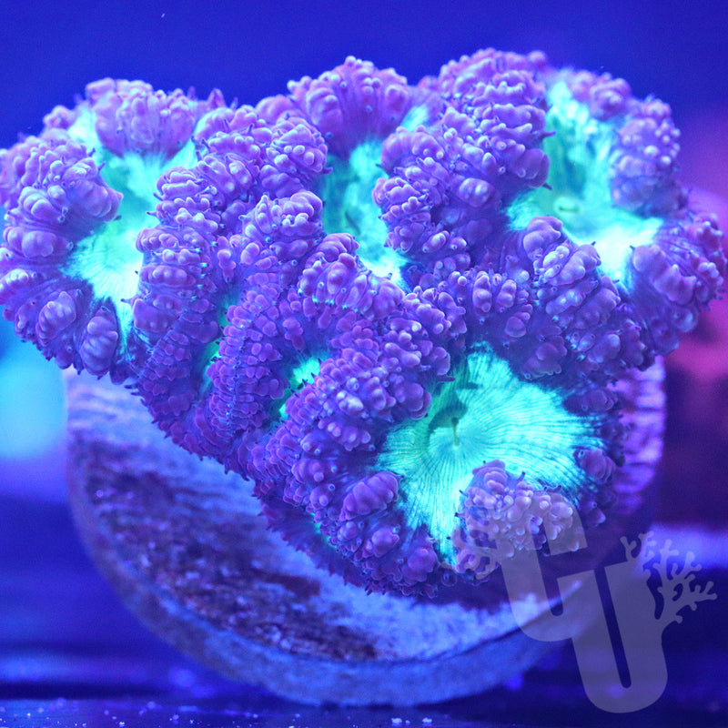 Green Purple Blasto | WYS/WYG