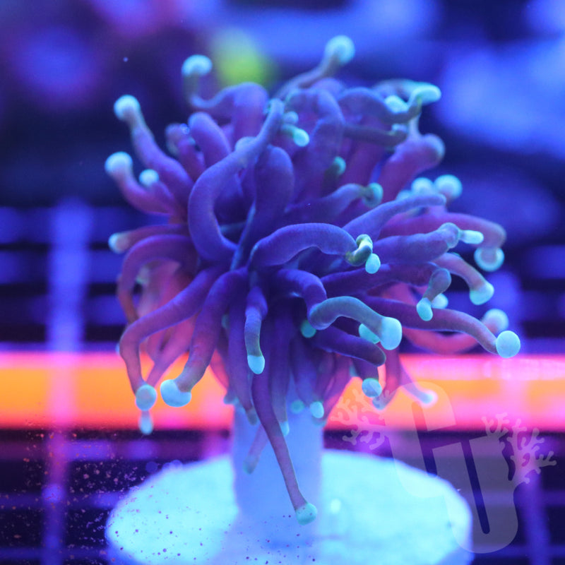 Hellfire Torch Coral | 1 Head