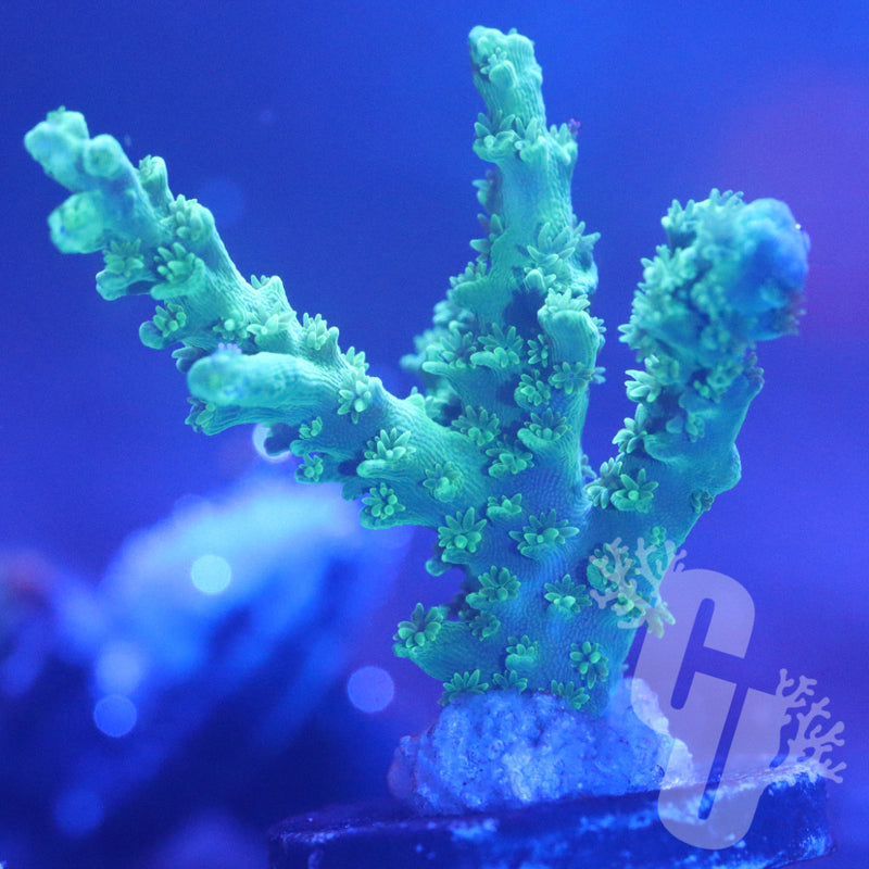 Jdubs Twig Acropora