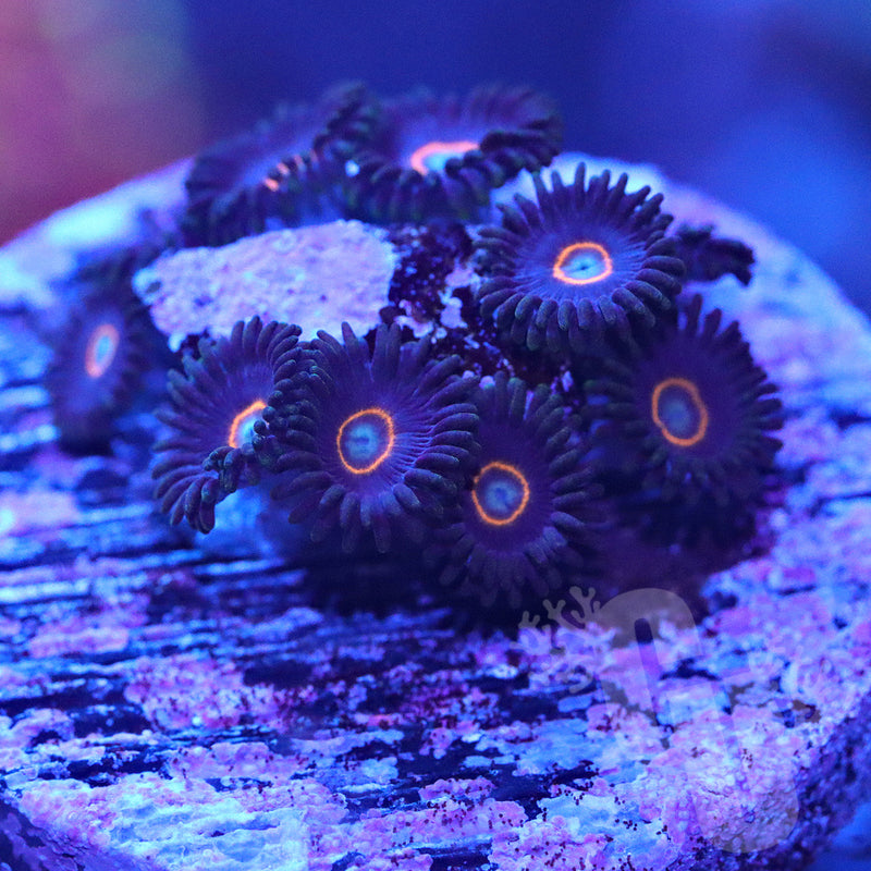 JF Crazy Eye Zoanthids