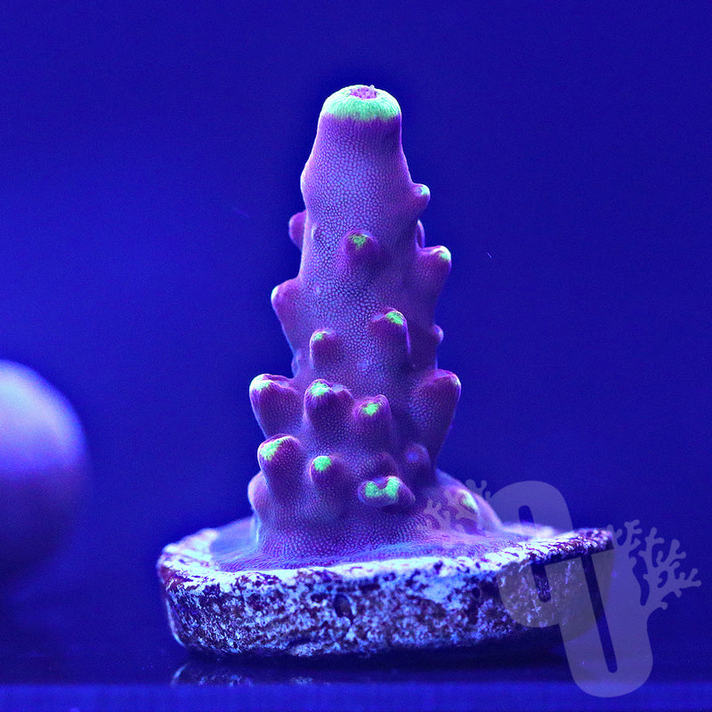 JF Fox Flame acropora | WYS/WYG