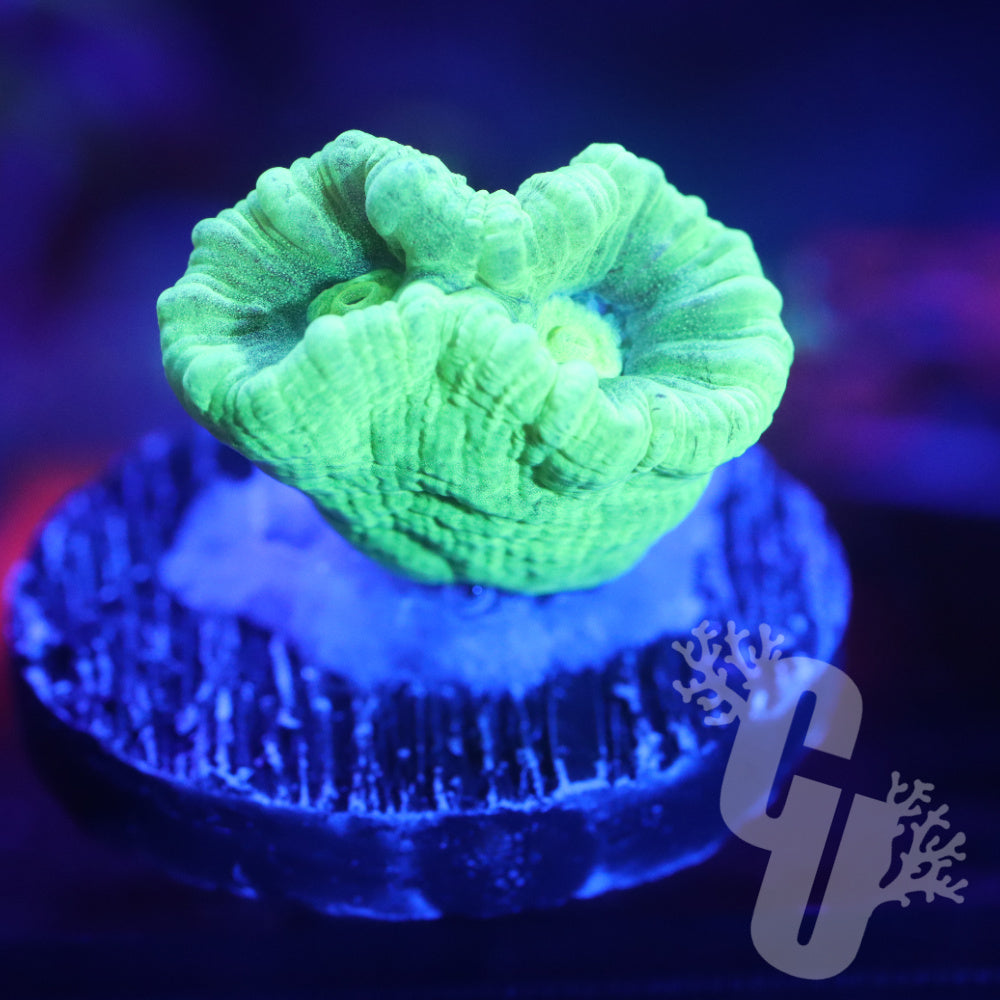 Kryptonite Candy Cane Coral — Corals Unlimited