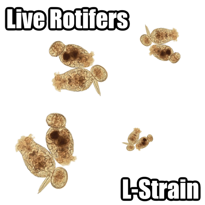 Live Rotifers