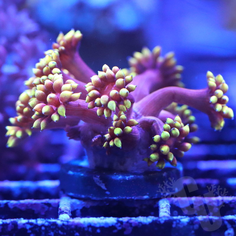 Mindblown Goniopora Coral | WYS/WYG