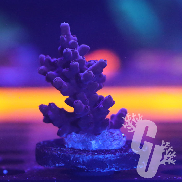 ORA Pink Blush Acropora