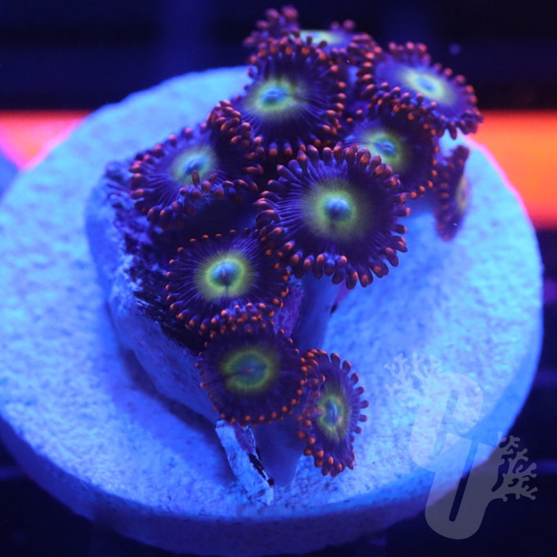 Pearl Jam Zoanthids