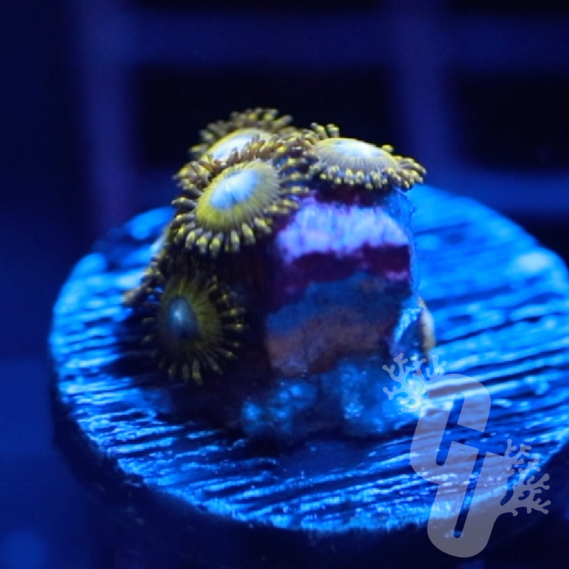 Pikachu Zoanthids