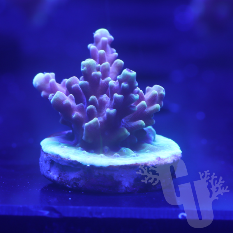 Pink Cadillac Acropora | WYS/WYG