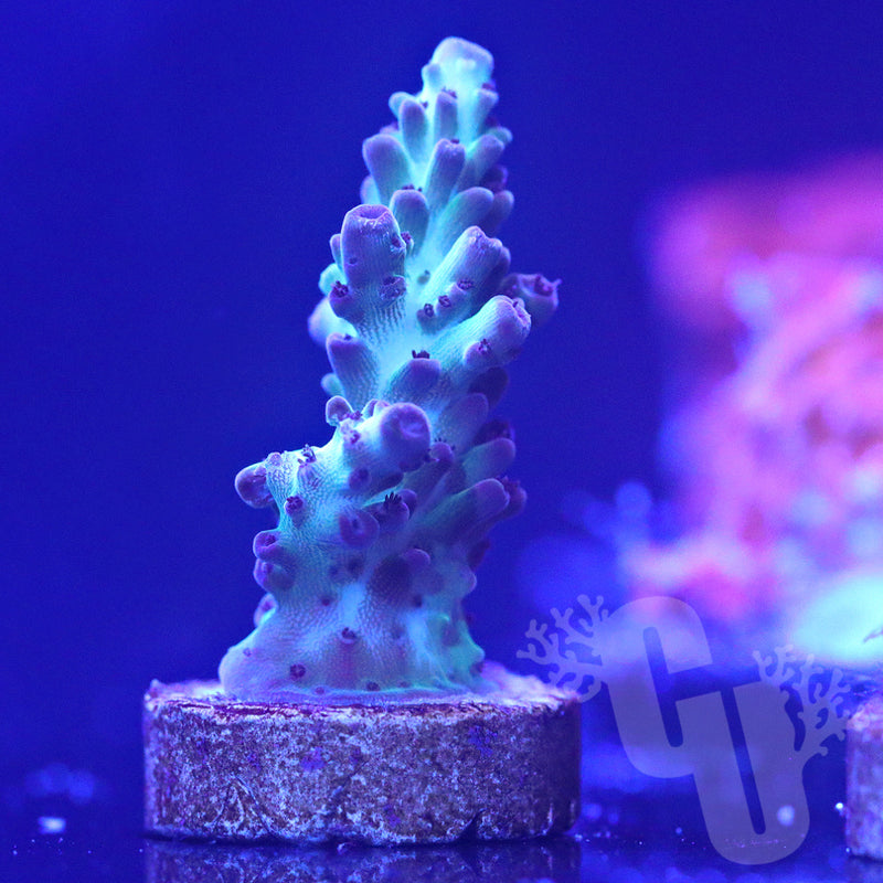 RR The Vinh acropora | WYS/WYG