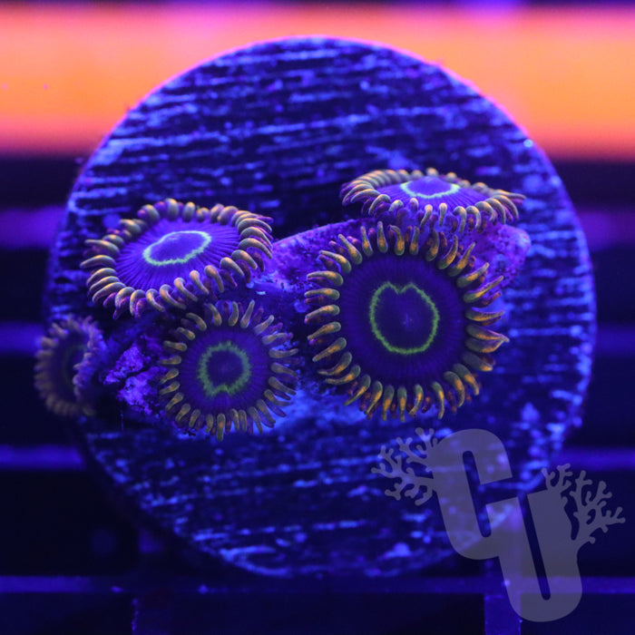 Rainbow Hornet Zoanthids