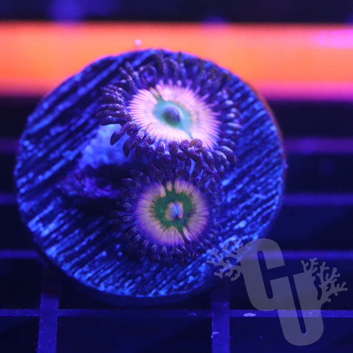 Rainbow Infusion Zoanthids