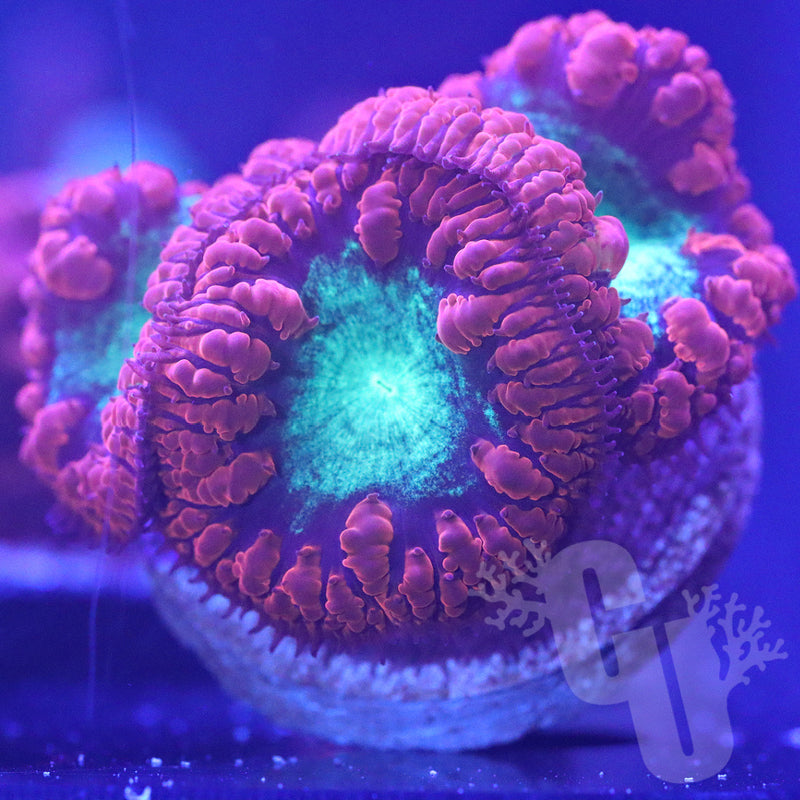 Red Green Blasto | WYS/WYG