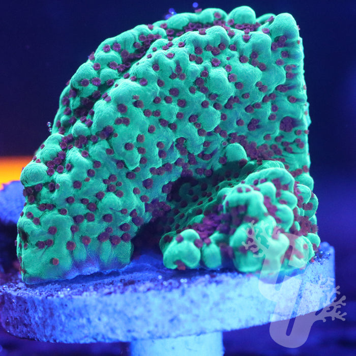 Seasons Greetings Montipora