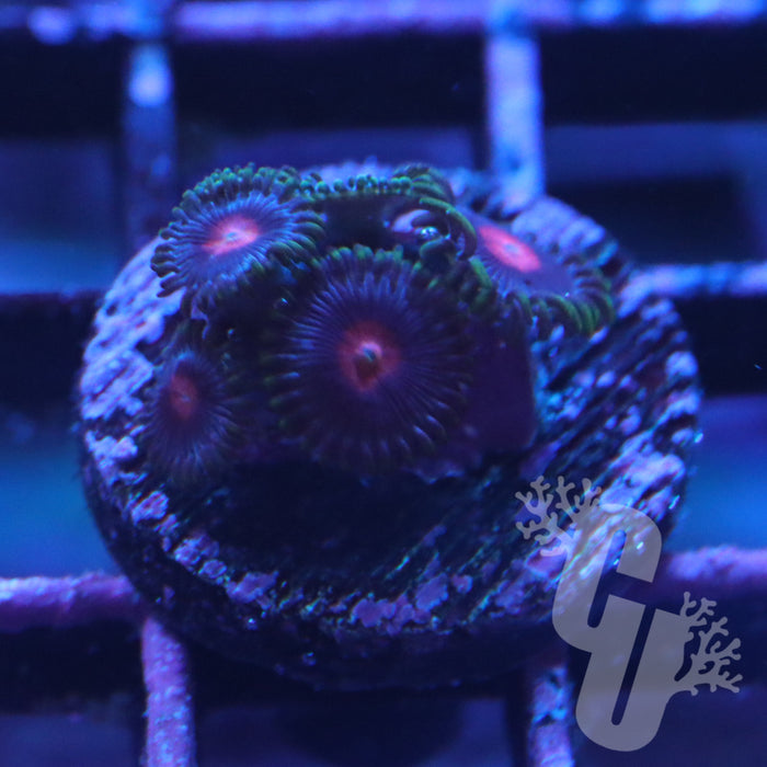 Snow White Zoanthids