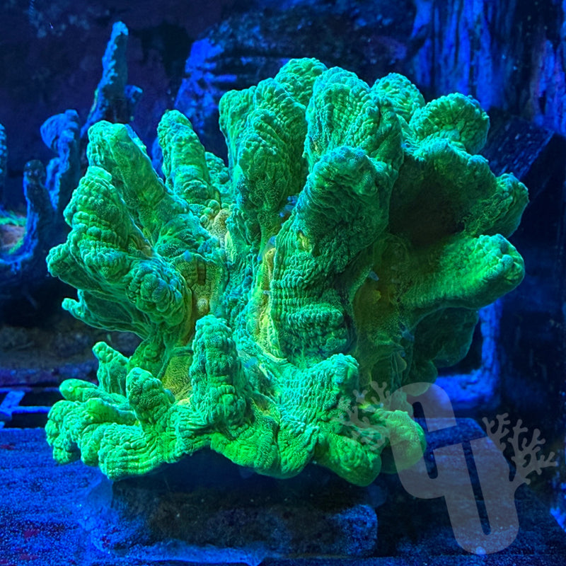 Space Invader Pectinia Colony | WYS/WYG