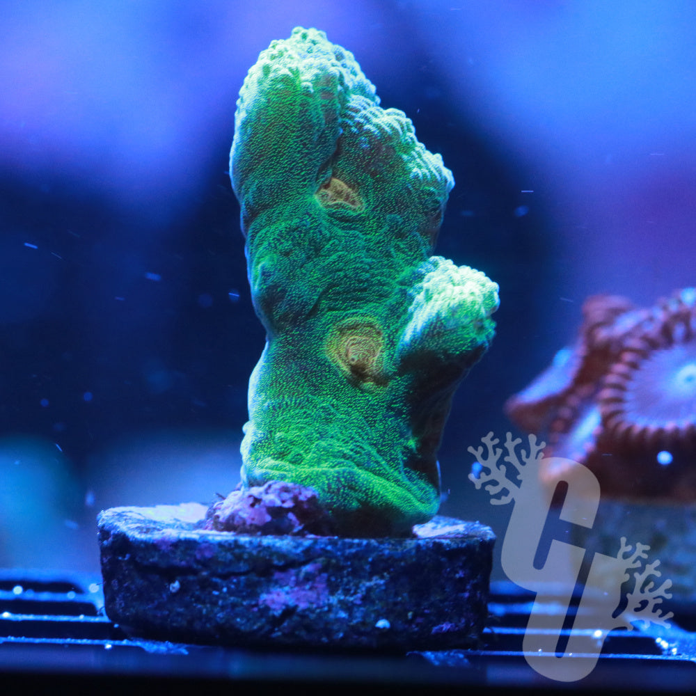 Space Invader Pectinia — Corals Unlimited